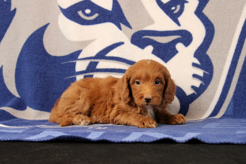puppy, for, sale, Mini Goldendoodle F1B, Matthew B. Stoltzfus, dog, breeder, Gap, PA, dog-breeder, puppy-for-sale, forsale, nearby, find, puppyfind, locator, puppylocator, aca